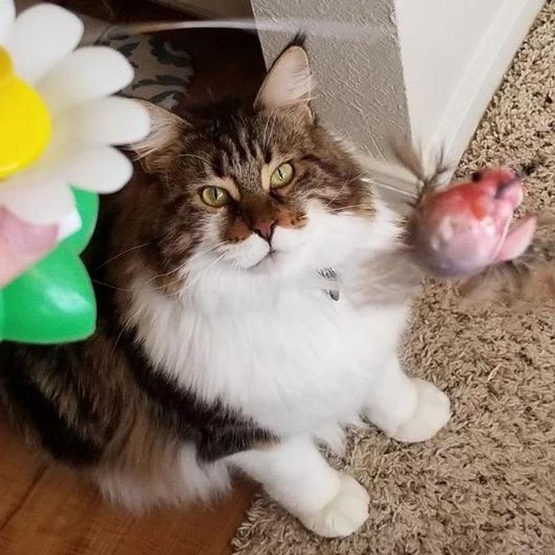 KatzenFit™ - Interaktives Katzenspielzeug | 1+1 GRATIS