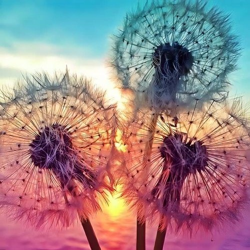 2+1 gratis! | Diamond Painting - Pusteblumen am Seeufer