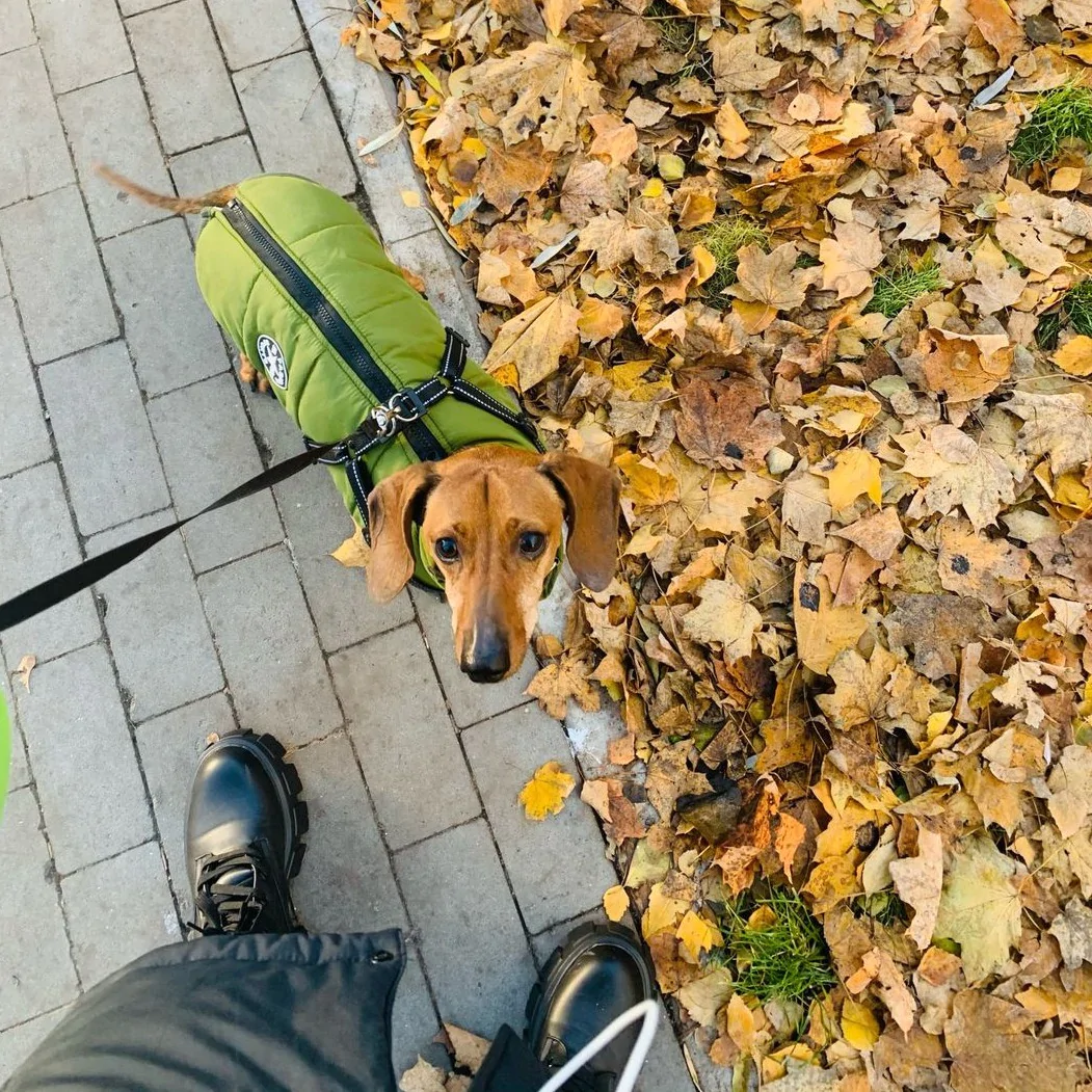 Gemütliche Winterjacke für Hunde™ - Maximale Wärme und Komfort für deinen Hund