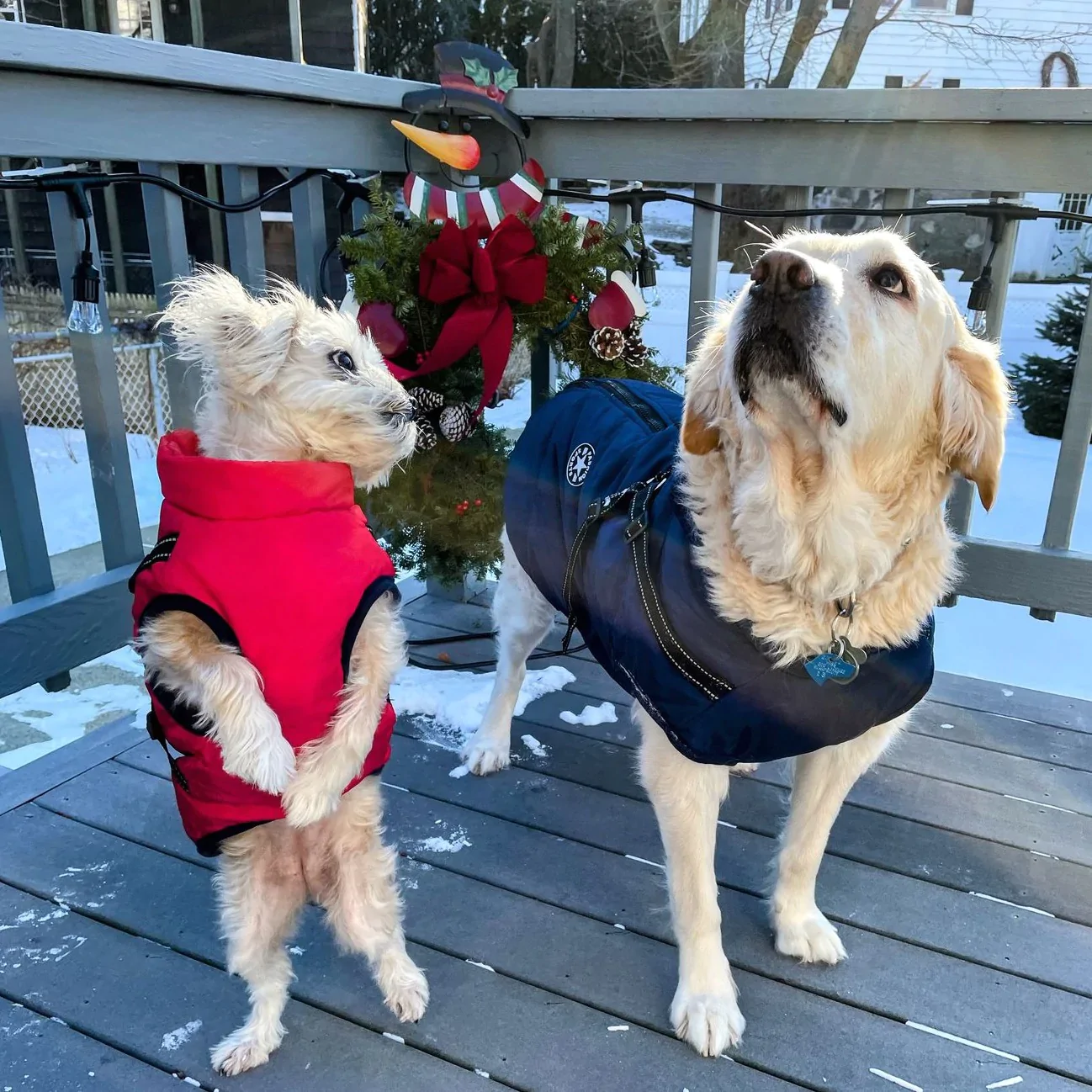 Gemütliche Winterjacke für Hunde™ - Maximale Wärme und Komfort für deinen Hund