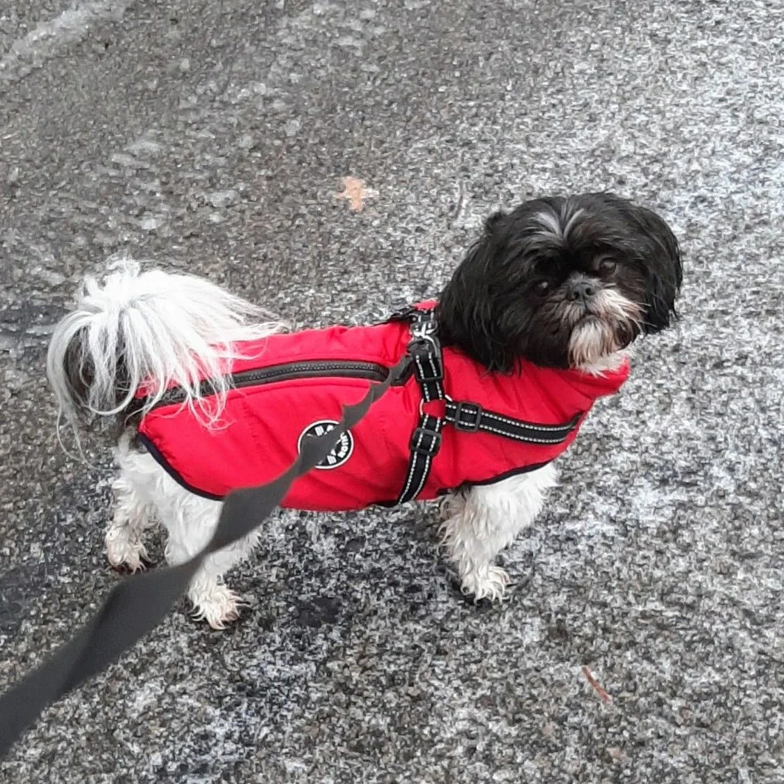 Gemütliche Winterjacke für Hunde™ - Maximale Wärme und Komfort für deinen Hund