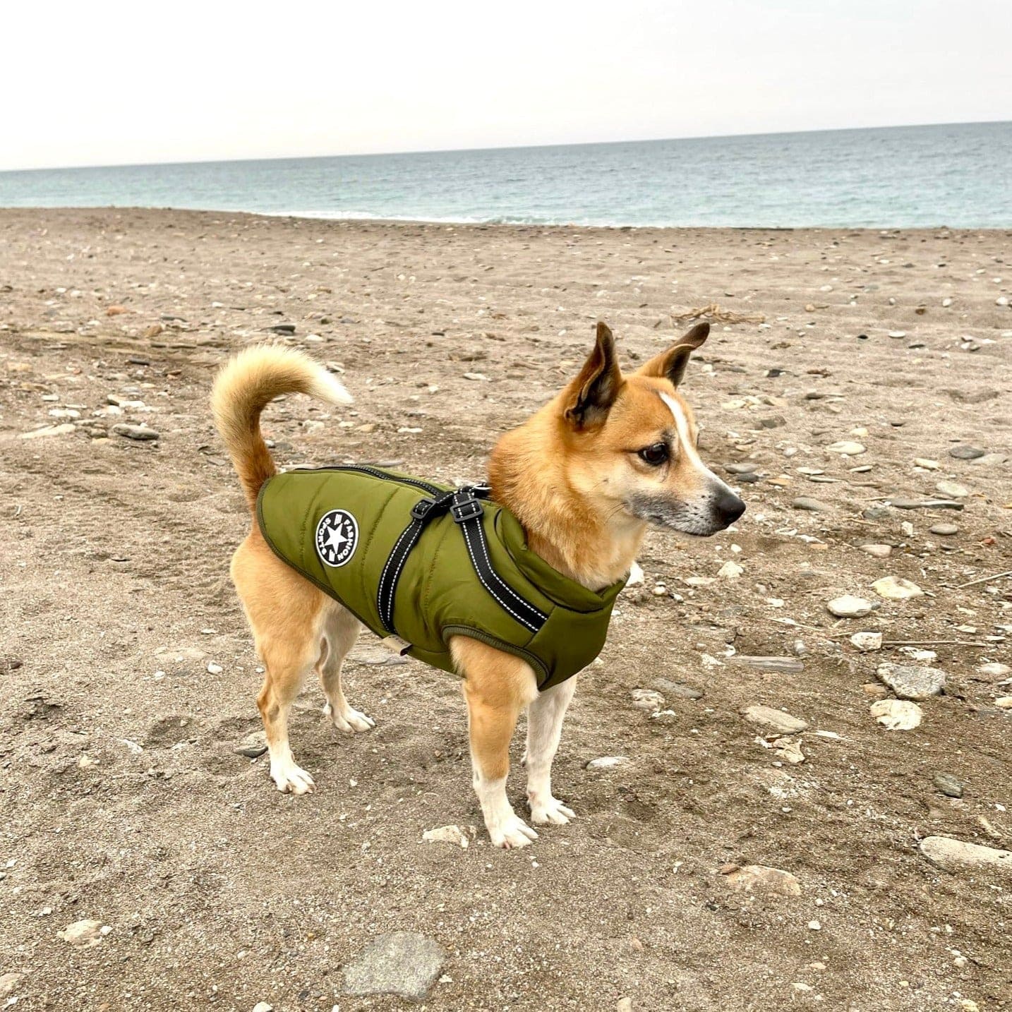 Gemütliche Winterjacke für Hunde™ - Maximale Wärme und Komfort für deinen Hund