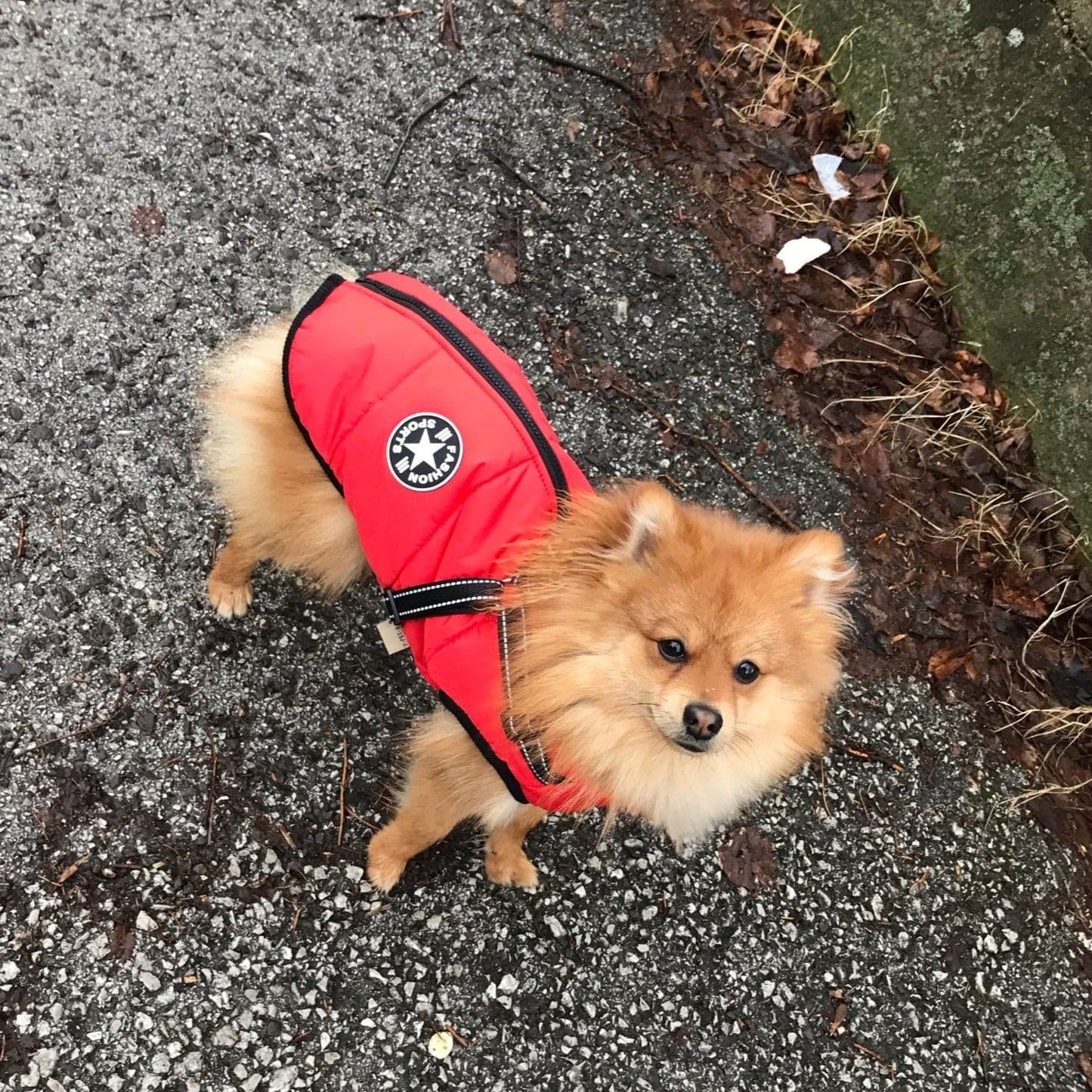 Gemütliche Winterjacke für Hunde™ - Maximale Wärme und Komfort für deinen Hund