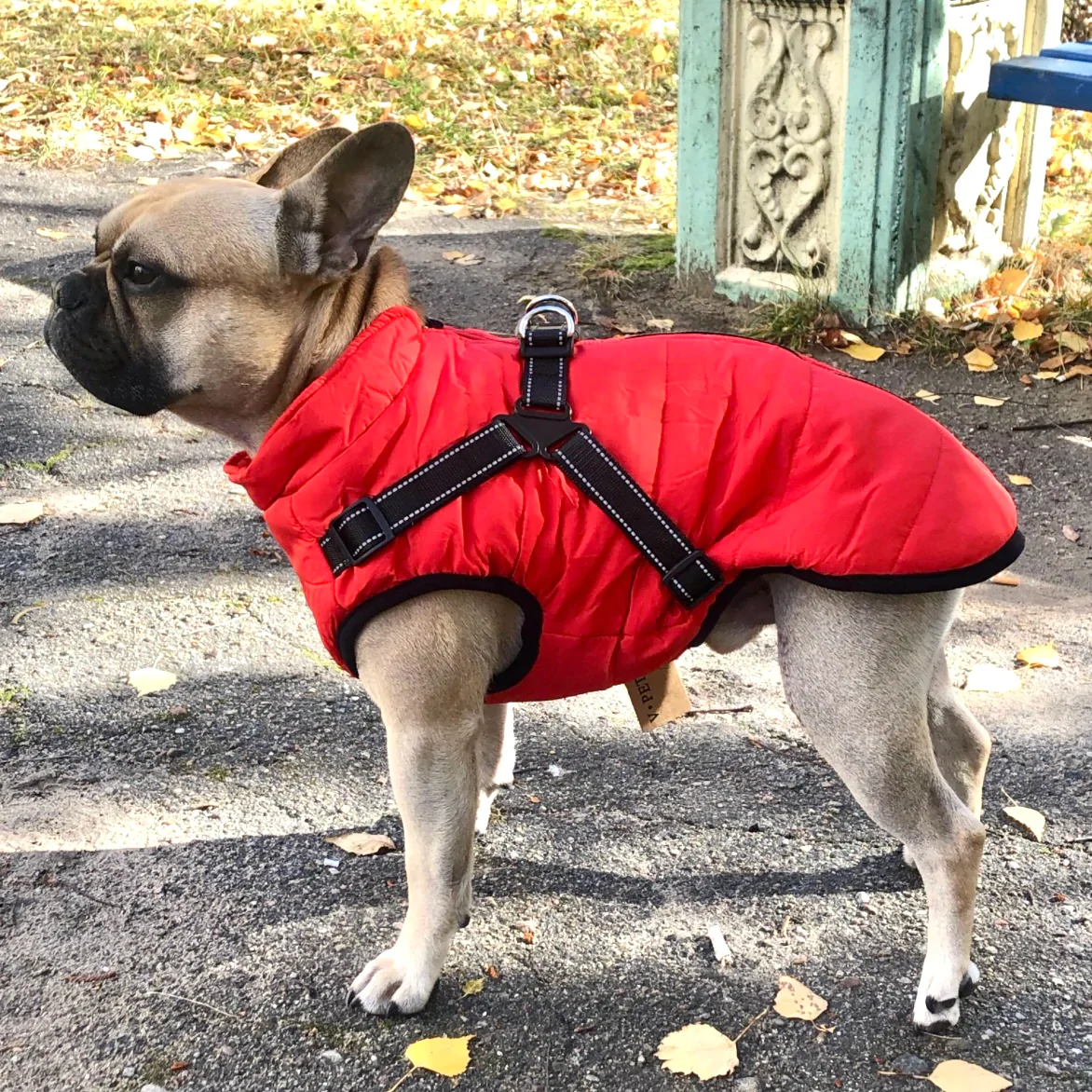 Gemütliche Winterjacke für Hunde™ - Maximale Wärme und Komfort für deinen Hund