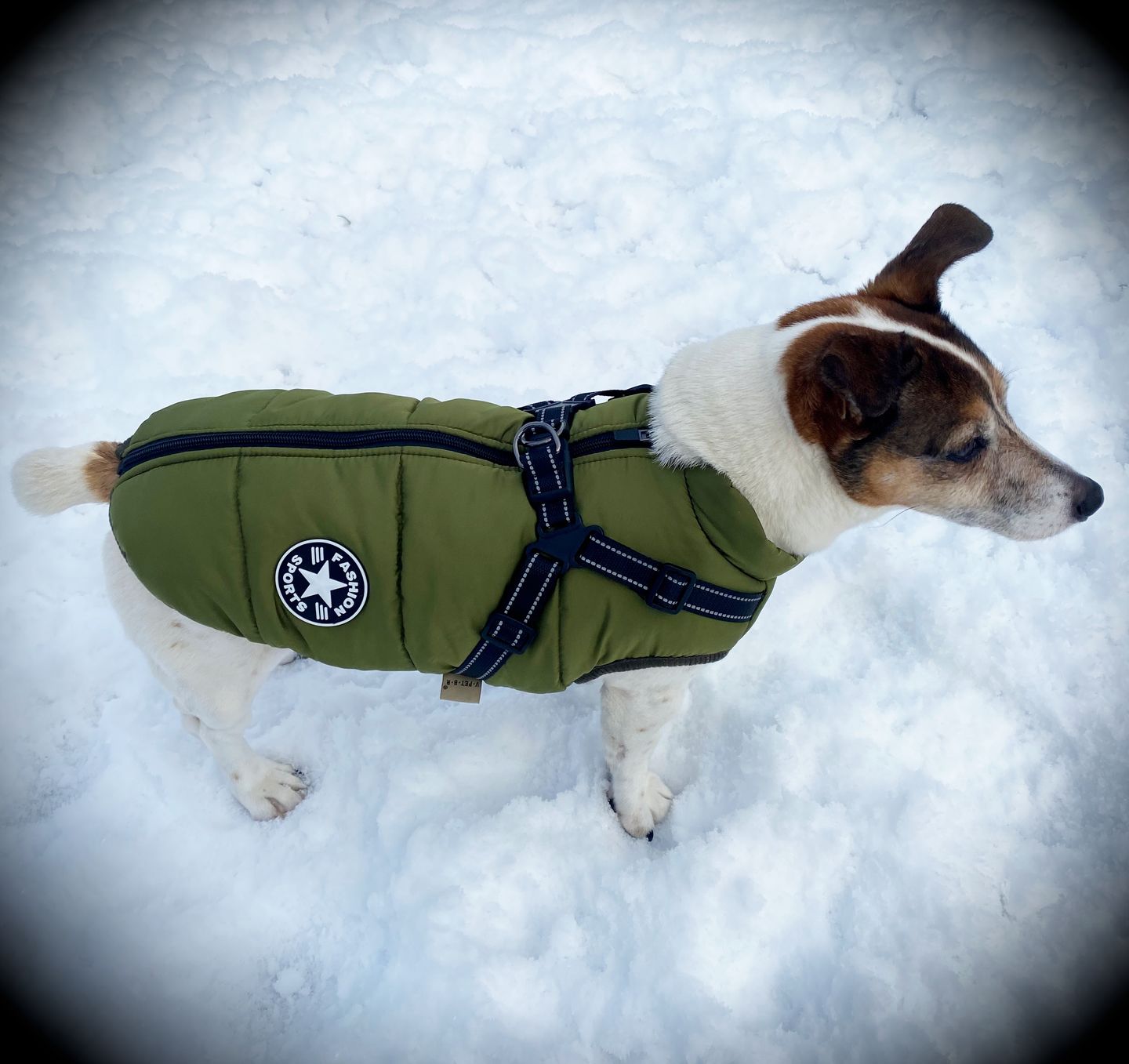 Gemütliche Winterjacke für Hunde™ - Maximale Wärme und Komfort für deinen Hund