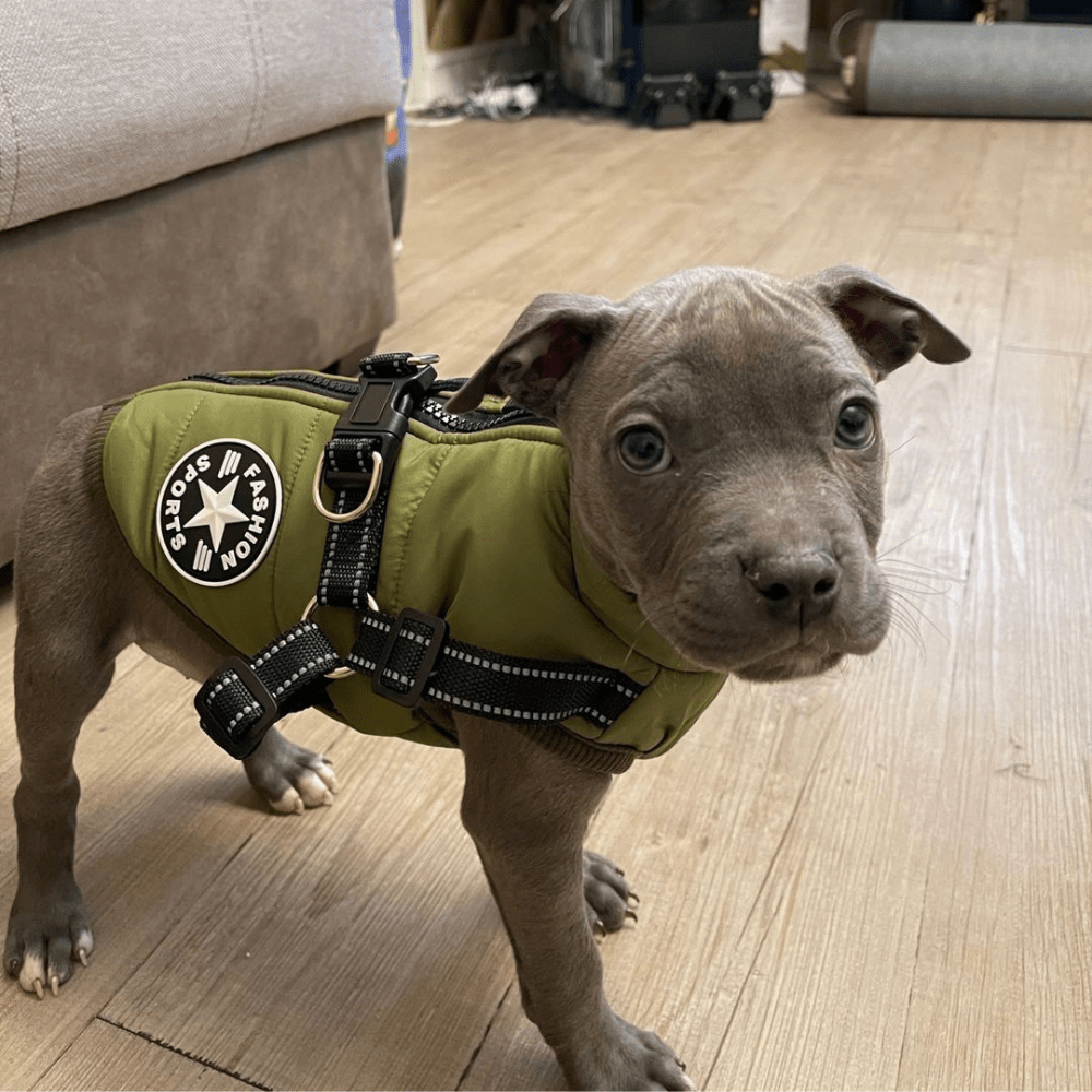 Gemütliche Winterjacke für Hunde™ - Maximale Wärme und Komfort für deinen Hund